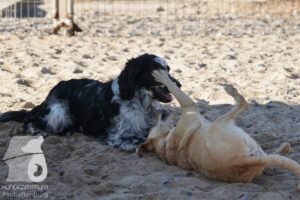 Rally-Obedience-25-08-w18-008