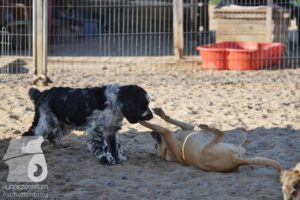 Rally-Obedience-25-08-w18-009