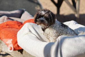 Rally-Obedience-25-08-w18-010