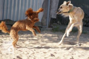 Rally-Obedience-25-08-w18-011