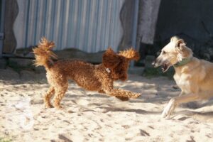 Rally-Obedience-25-08-w18-012