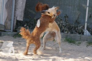 Rally-Obedience-25-08-w18-013