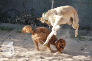 Rally-Obedience-25-08-w18-014