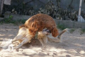 Rally-Obedience-25-08-w18-015