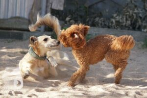 Rally-Obedience-25-08-w18-016