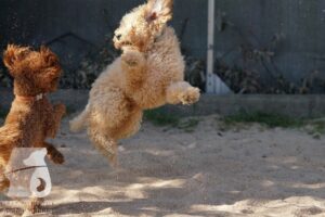 Rally-Obedience-25-08-w18-017