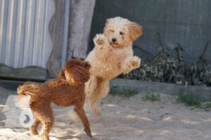 Rally-Obedience-25-08-w18-018