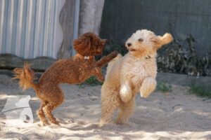 Rally-Obedience-25-08-w18-019