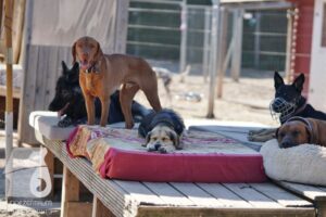 Rally-Obedience-25-08-w18-020