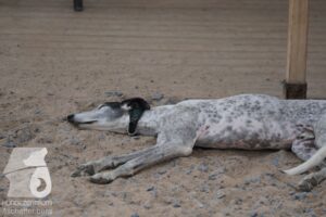 Rally-Obedience-25-08-w18-021