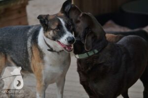 Rally-Obedience-25-08-w18-022