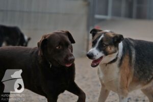 Rally-Obedience-25-08-w18-023