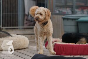 Rally-Obedience-25-08-w18-024