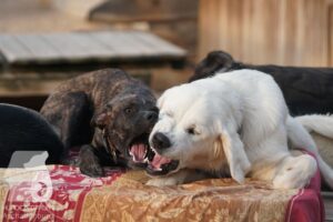 Rally-Obedience-25-08-w18-025