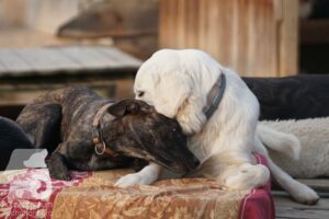 Rally-Obedience-25-08-w18-026