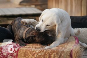 Rally-Obedience-25-08-w18-027