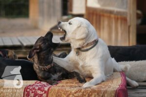 Rally-Obedience-25-08-w18-028