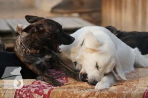 Rally-Obedience-25-08-w18-029