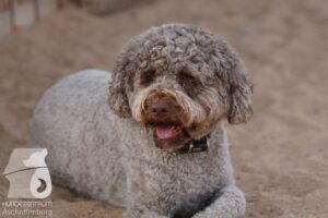 Rally-Obedience-25-08-w18-030