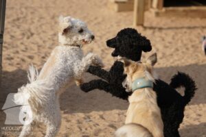 Rally-Obedience-25-08-w18-031