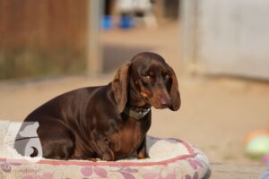 Rally-Obedience-25-08-w18-032