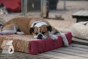 Rally-Obedience-25-08-w18-033