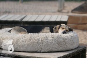 Rally-Obedience-25-08-w18-034