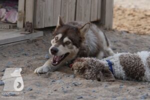 Rally-Obedience-25-08-w18-035