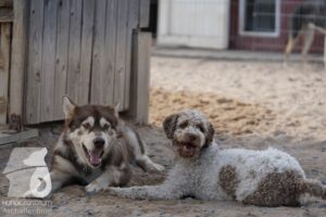 Rally-Obedience-25-08-w18-036