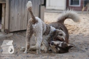 Rally-Obedience-25-08-w18-037