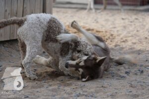 Rally-Obedience-25-08-w18-038