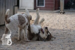 Rally-Obedience-25-08-w18-039