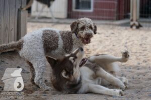 Rally-Obedience-25-08-w18-040