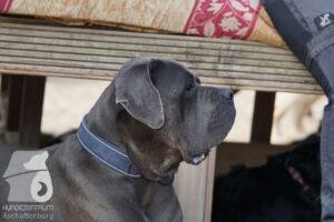 Rally-Obedience-25-08-w18-041