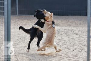 Rally-Obedience-25-08-w18-042