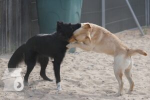 Rally-Obedience-25-08-w18-043