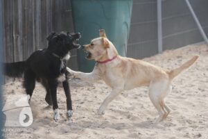 Rally-Obedience-25-08-w18-044