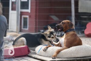 Rally-Obedience-25-08-w18-045