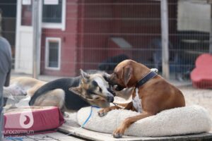 Rally-Obedience-25-08-w18-046