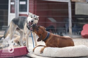 Rally-Obedience-25-08-w18-047