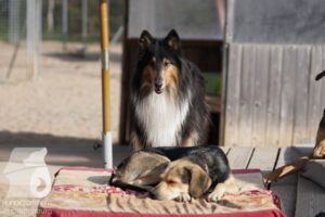 Rally-Obedience-25-08-w18-048