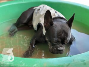 Rally-Obedience-25-08-w18-049