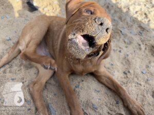 Rally-Obedience-25-08-w18-050