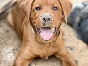 Rally-Obedience-25-08-w18-051