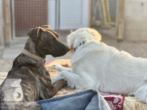 Rally-Obedience-25-08-w18-052