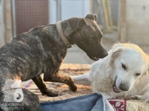 Rally-Obedience-25-08-w18-053