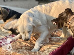 Rally-Obedience-25-08-w18-054