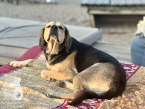 Rally-Obedience-25-08-w18-055