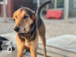 Rally-Obedience-25-08-w18-056