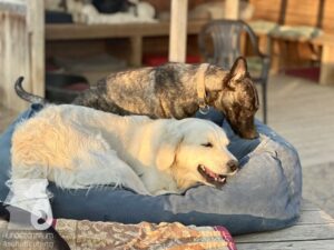 Rally-Obedience-25-08-w18-057